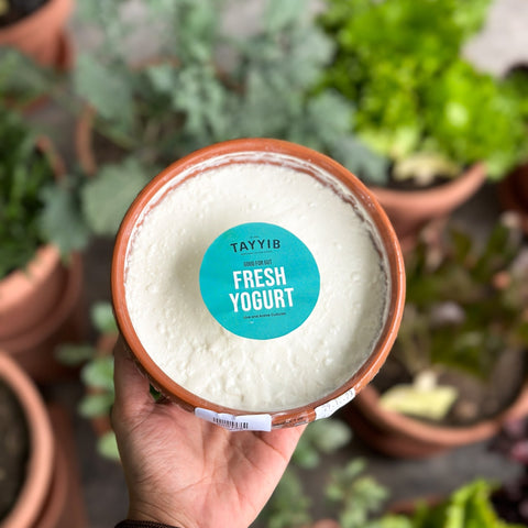 Fresh Yogurt 450g - TAYYIB - Tayyib Foods - Lahore