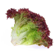 Load image into Gallery viewer, Zeez Garden Lollo Rosso 100g - TAYYIB - Zeez Garden - Lahore