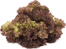 Load image into Gallery viewer, Zeez Garden Lollo Rosso 100g - TAYYIB - Zeez Garden - Lahore