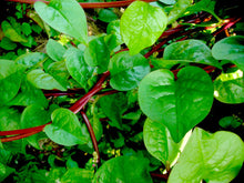 Load image into Gallery viewer, Zeez Garden Malabar Spinach 150g - TAYYIB - Zeez Garden - Lahore